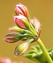 Knospen