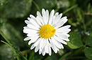 Fotos_Blumen
