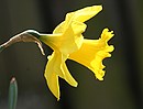 Osterglocken