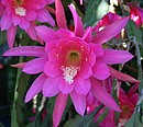 Fotos_Blumen