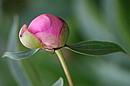 Fotos_Blumen