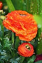Fotos_Blumen