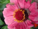 Sommerblumen