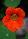 Fotos_Blumen