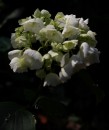 Fotos_Blumen