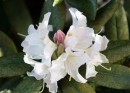 Fotos_Blumen