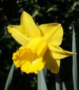 Fotos_Blumen