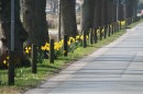 Fotos_Blumen