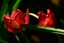 Fotos_Blumen
