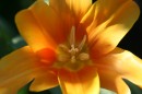 Fotos_Blumen