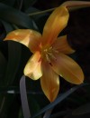 Fotos_Blumen