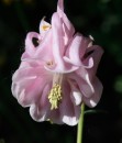 Fotos_Blumen