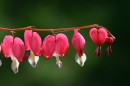 Fotos_Blumen