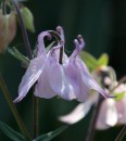 Fotos_Blumen