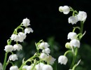Fotos_Blumen