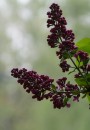 Fotos_Blumen