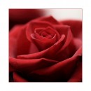 Geburtstagsrose
