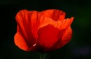 Papaver rhoeas