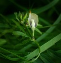 Großblütige Wicke (Vicia grandiflora)
