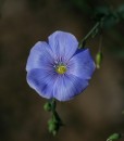 Lein  (Linum usitatissimum)