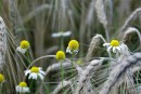 Fotos_Blumen