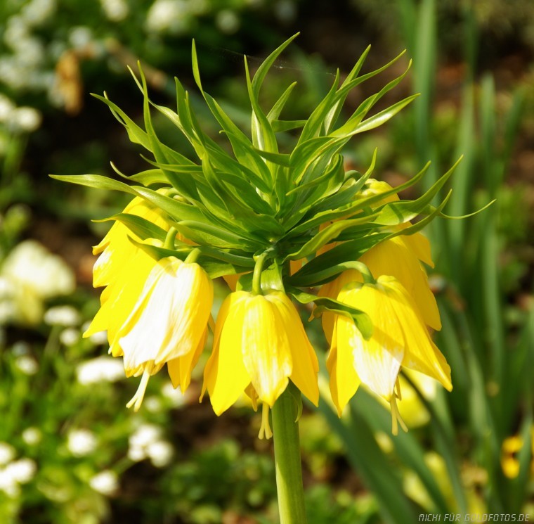 Kaiserkrone
