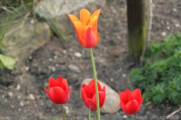 Tulpen