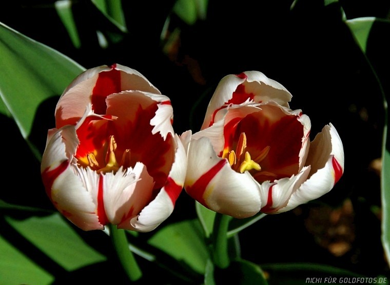 Tulpen