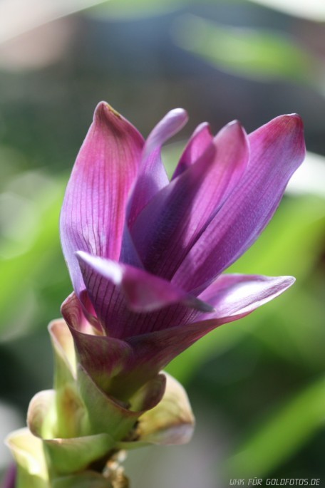 exotisches Gewächs 2