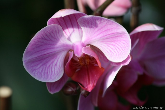 orchid-1
