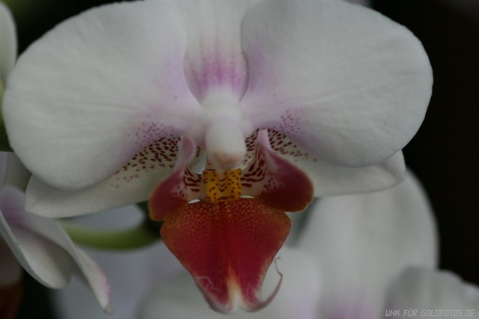 orchid-2