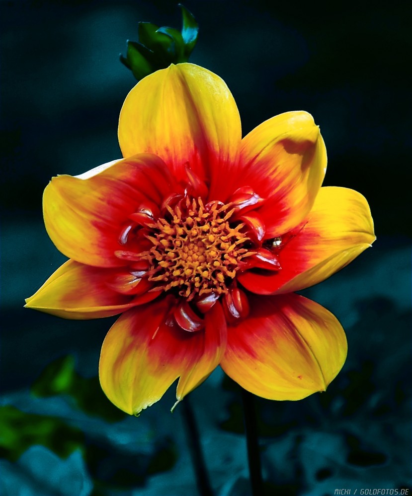 Dahlie1