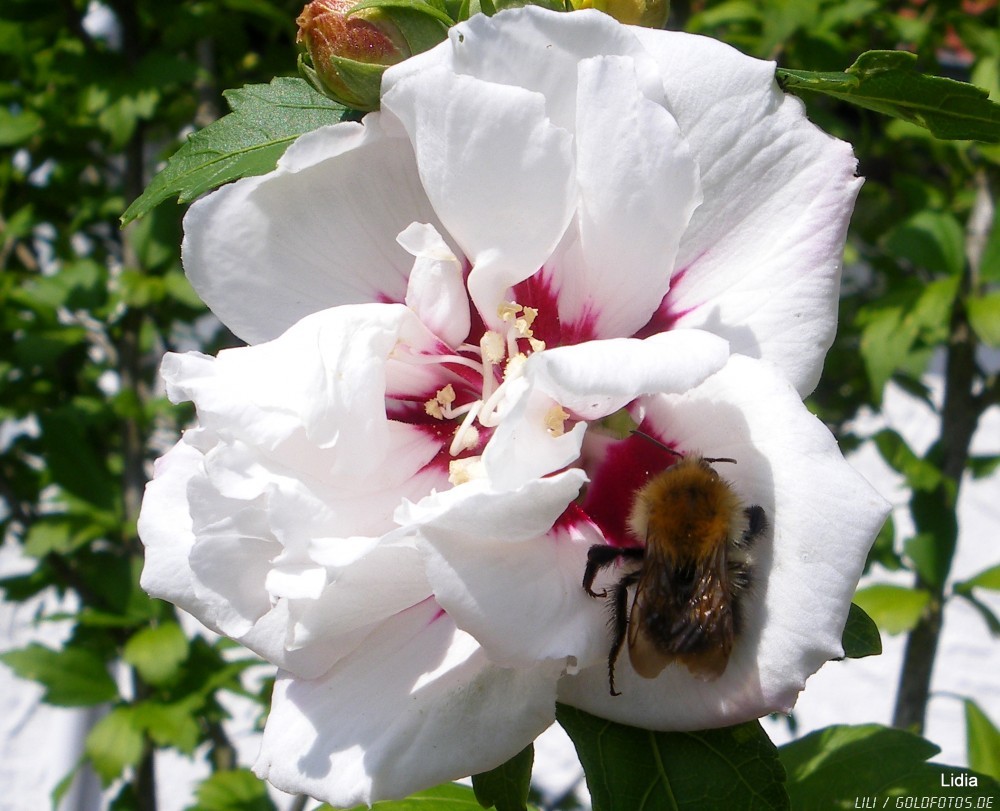 Hibiskus mit Hummel