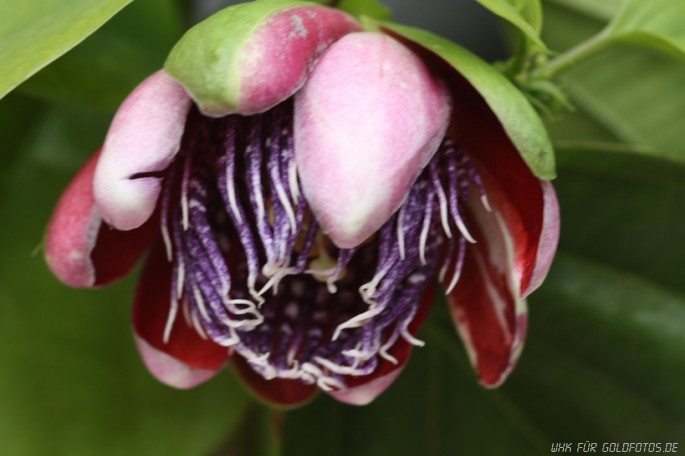 Passionsblume 1
