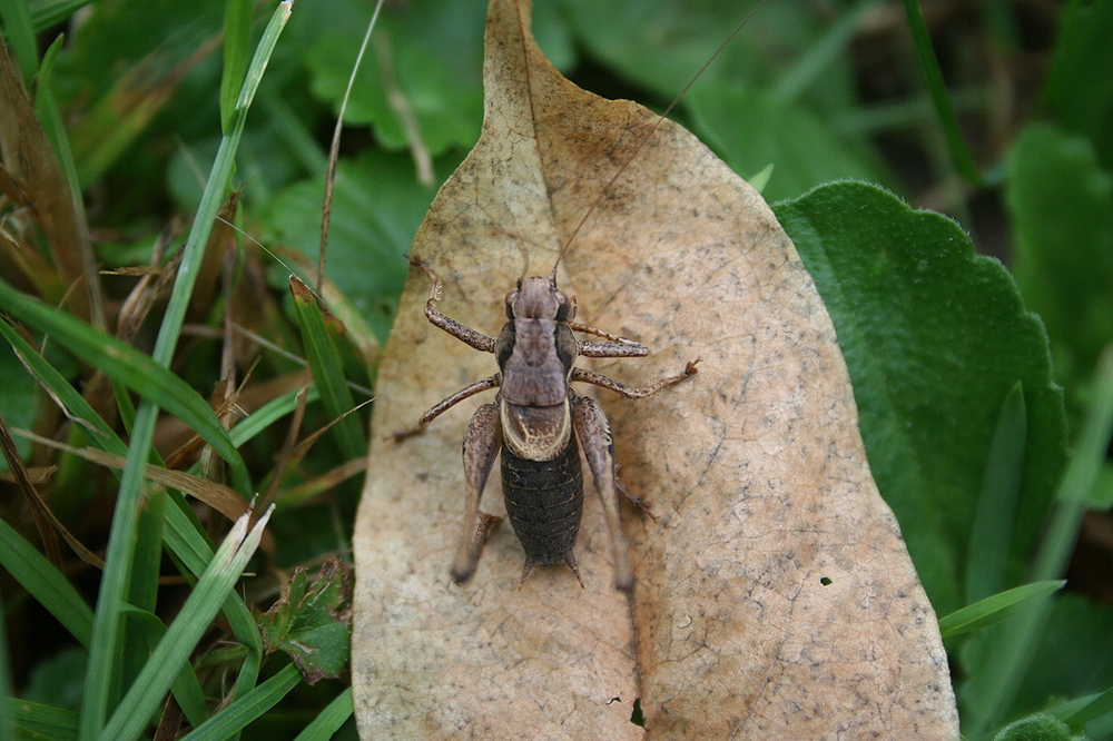 Heuschrecke auf einem Blatt