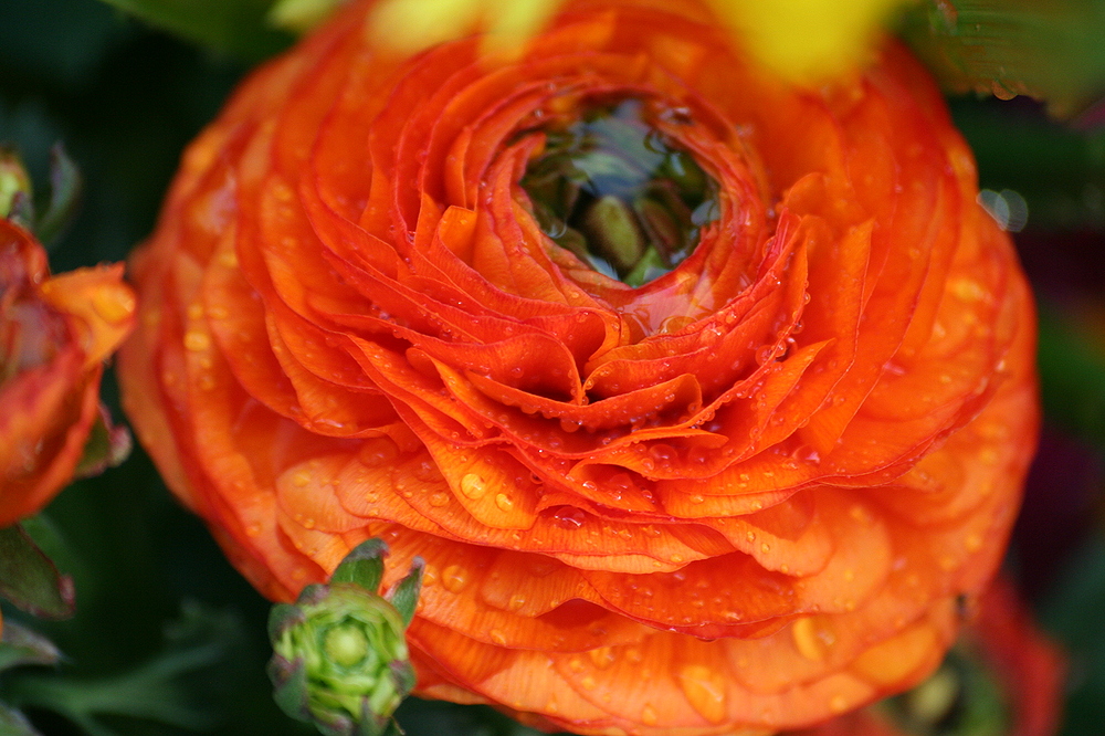 Blüte im Regen