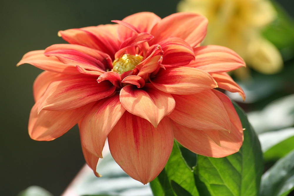 Blüte