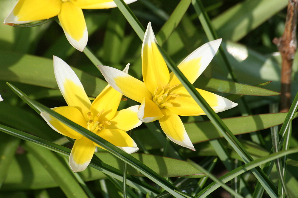 Blüte