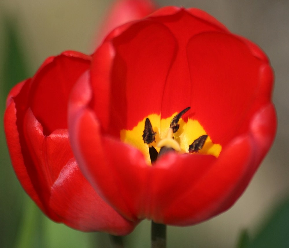 Tulpen