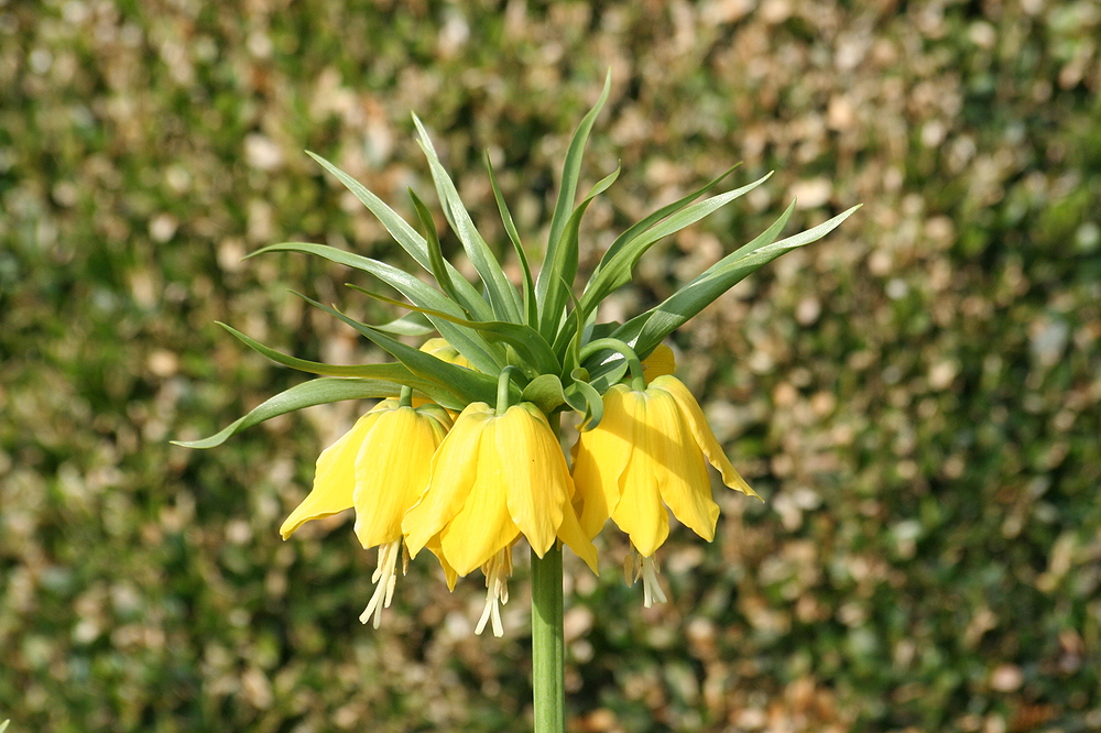 Kaiserkrone