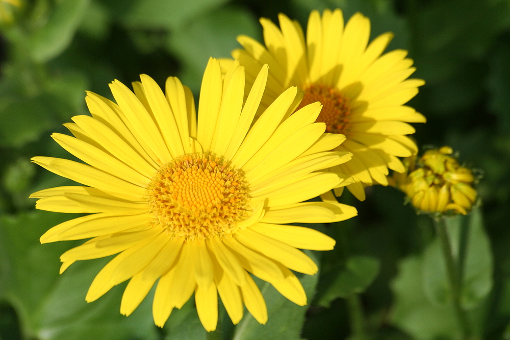 Blüte