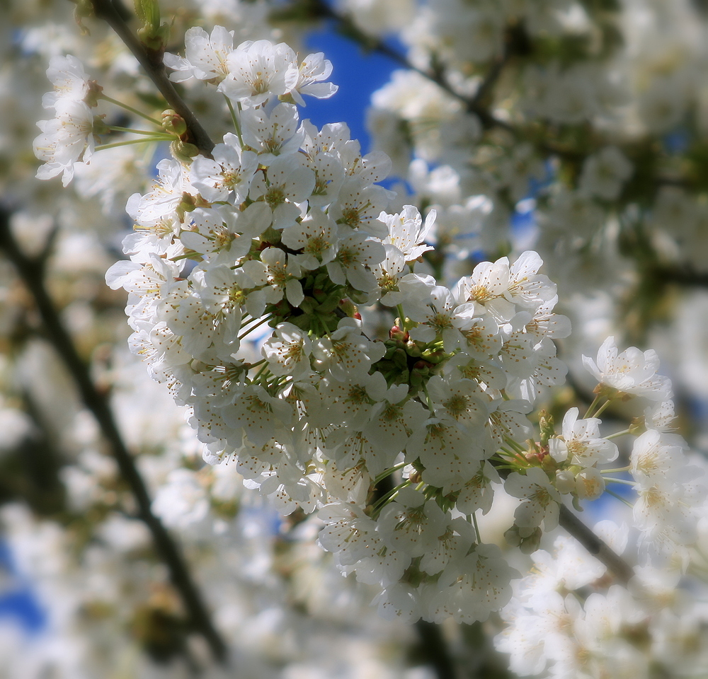 Kirschblüte