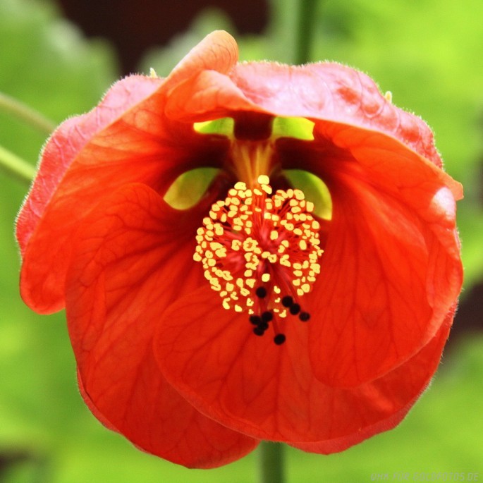 Sommerblumen