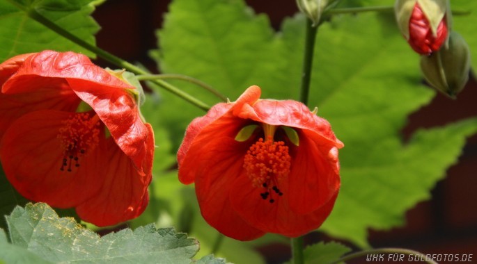 Sommerblumen
