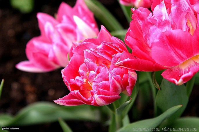 Blumen und Pflanzen
