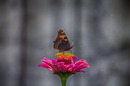 Fotos_Schmetterlinge, Falter