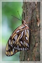 Fotos_Schmetterlinge, Falter