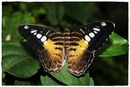 Schmetterling 22