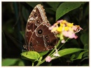 Schmetterling 23