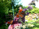 Fotos_Schmetterlinge, Falter